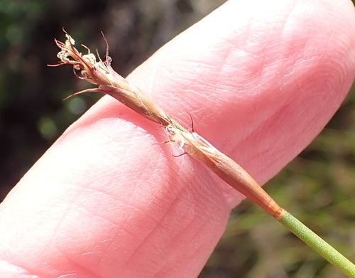 Restio capensis (Restio capensis)
