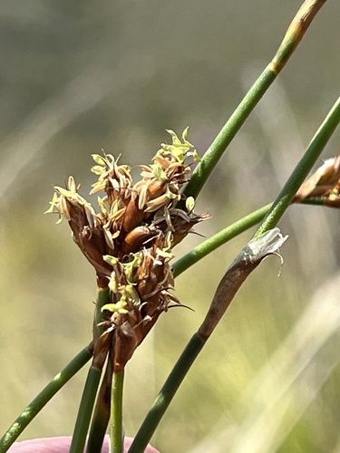 Restio capensis (Restio capensis)