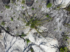 Restio capensis (Restio capensis)