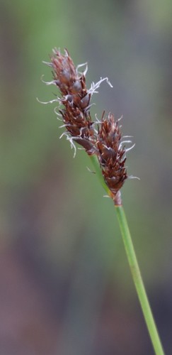 Restio capensis (Restio capensis)