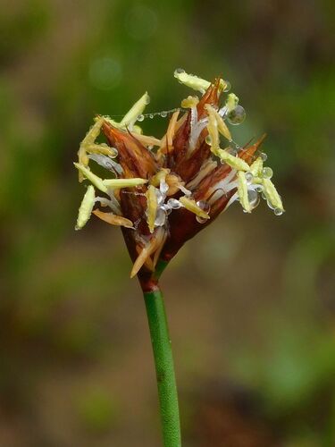 Restio capensis (Restio capensis)