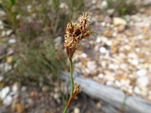 Restio capensis (Restio capensis)