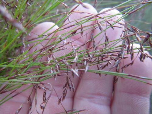 Restio capillaris (Restio capillaris)