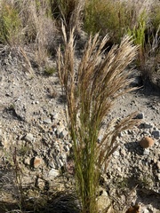 Restio festuciformis (Restio festuciformis)