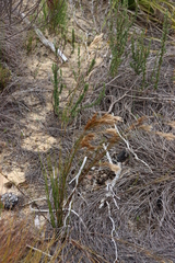 Restio festuciformis (Restio festuciformis)