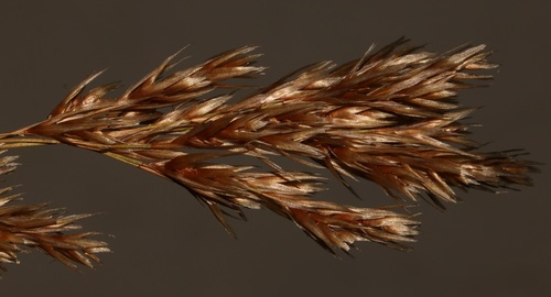 Restio festuciformis (Restio festuciformis)