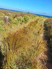 Restio festuciformis (Restio festuciformis)