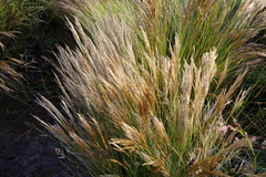 Restio festuciformis (Restio festuciformis)