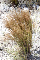 Restio festuciformis (Restio festuciformis)