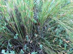 Restio purpurascens (Restio purpurascens)