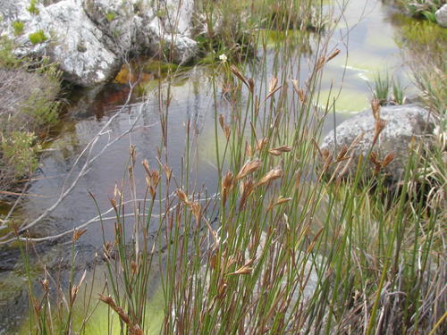 Restio purpurascens (Restio purpurascens)