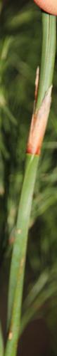 Restionaceae quadratus (Restio quadratus)