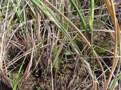 Restionaceae quadratus (Restio quadratus)