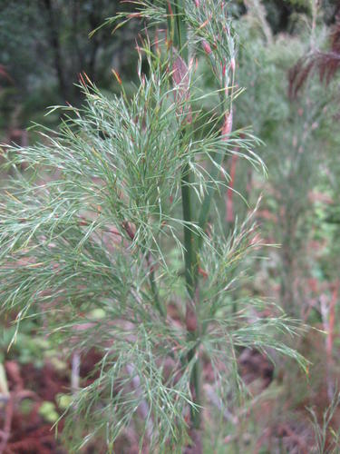 Restionaceae quadratus (Restio quadratus)