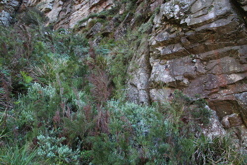 Restionaceae quadratus (Restio quadratus)