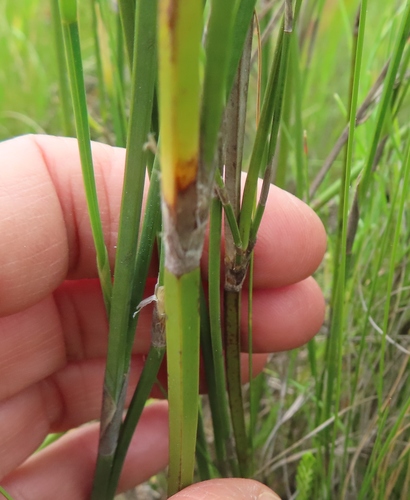 Restionaceae quadratus (Restio quadratus)