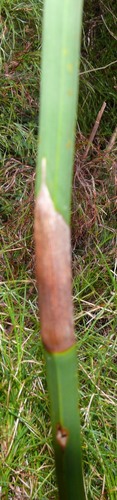 Restionaceae quadratus (Restio quadratus)