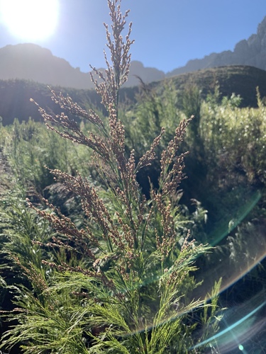 Restionaceae quadratus (Restio quadratus)