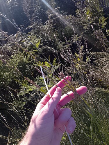 Restionaceae quadratus (Restio quadratus)
