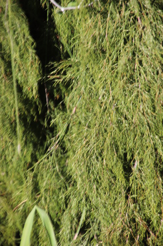 Restionaceae quadratus (Restio quadratus)