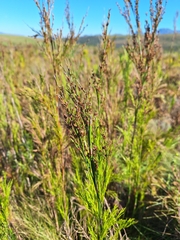 Restionaceae quadratus (Restio quadratus)