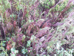 Restionaceae quadratus (Restio quadratus)