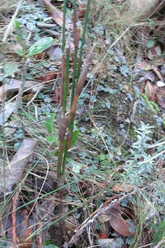 Restionaceae quadratus (Restio quadratus)