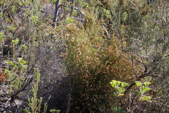 Restio triticeus (Restio triticeus)