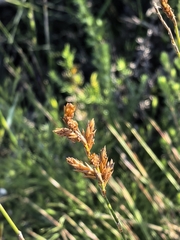 Restio triticeus (Restio triticeus)