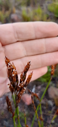 Restio triticeus (Restio triticeus)