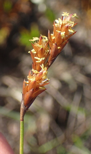 Restio triticeus (Restio triticeus)