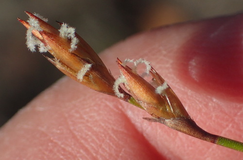 Restio triticeus (Restio triticeus)