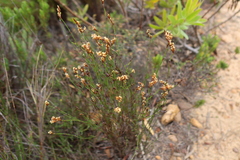 Restio triticeus (Restio triticeus)