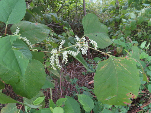 Japanese knotweed (Reynoutria japonica)