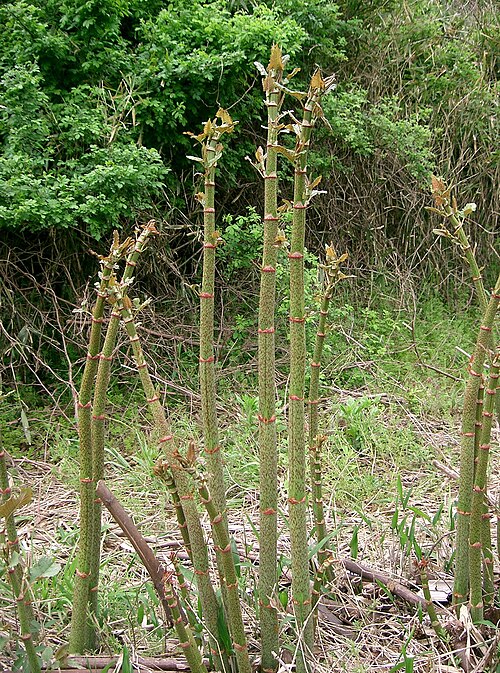 Japanese knotweed: Japanese Knotweed Reynoutria japonica , Osaka-fu, Japan