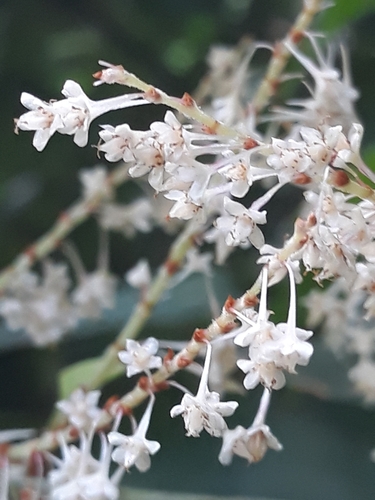 Japanese knotweed (Reynoutria japonica)