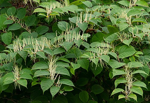 Japanese knotweed: Japanese knotweed ( Reynoutria japonica ) in a garden in Brastad, Lysekil Municipality, Sweden.