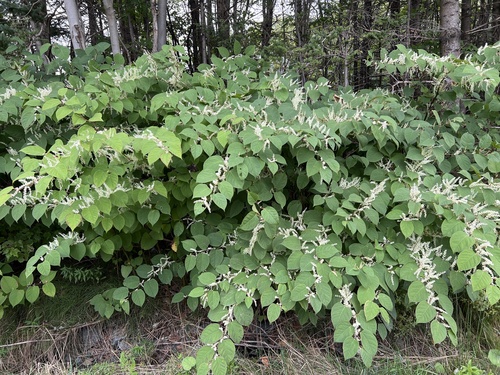 Japanese knotweed (Reynoutria japonica)