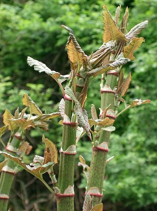 Japanese knotweed: Japanese Knotweed Reynoutria japonica , Osaka-fu, Japan