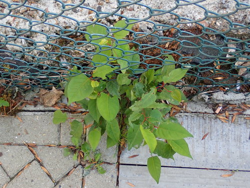 Japanese knotweed (Reynoutria japonica)
