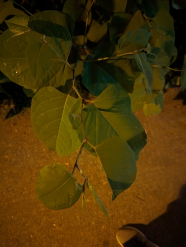 Japanese knotweed (Reynoutria japonica)