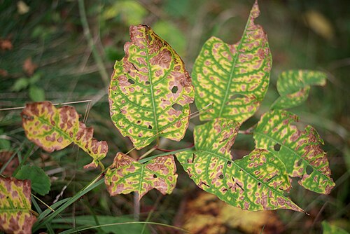 Japanese knotweed: Nikon D800 w/ 50mm f1.8