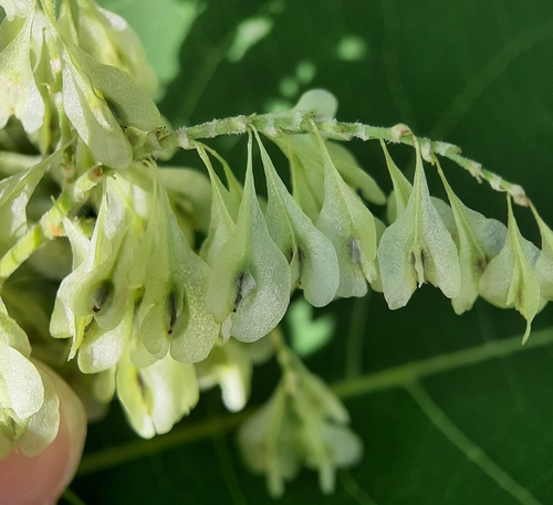 Japanese knotweed (Reynoutria japonica)