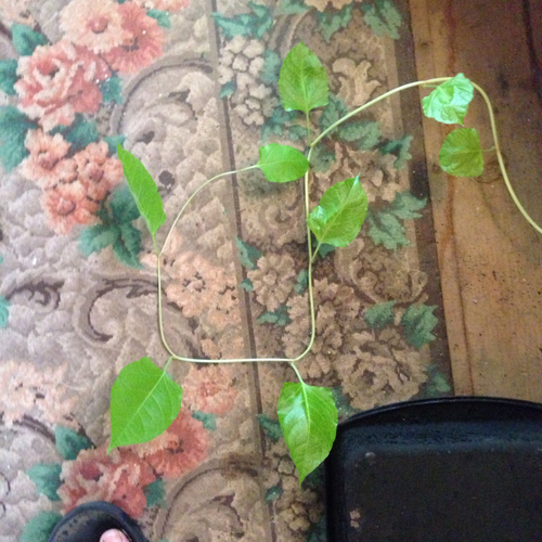 Japanese knotweed (Reynoutria japonica)