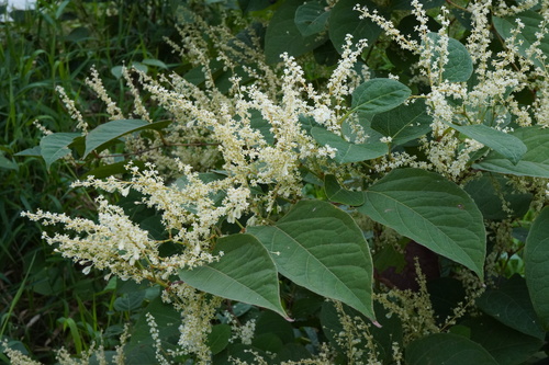 Japanese knotweed