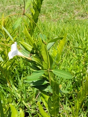 Mangrovevine (Rhabdadenia biflora)