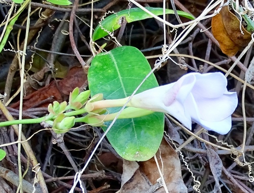 Mangrovevine (Rhabdadenia biflora)