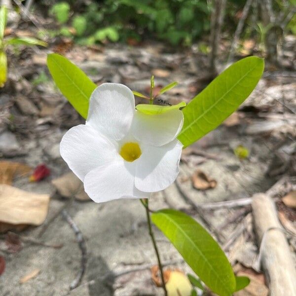 Mangrovevine (Rhabdadenia biflora)
