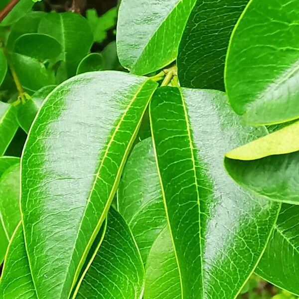 Mangrovevine (Rhabdadenia biflora)