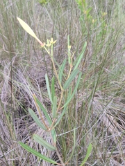 Mangrovevine (Rhabdadenia biflora)